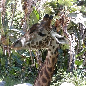 Masai giraffe