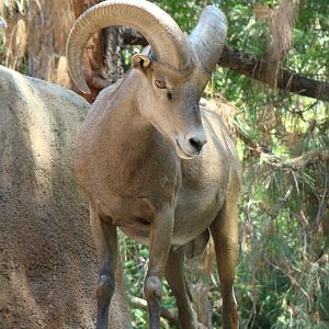 Desert Bighorn Sheep at the Los Angeles Zoo