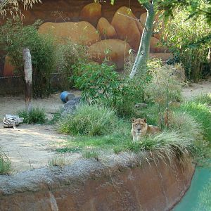 Lion exhibit at the Los Angeles Zoo