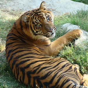 Sumatran Tiger at the Los Angeles Zoo