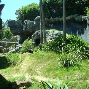 Chimpanzees of Mahale Mountains exhibit at the Los Angeles Zoo