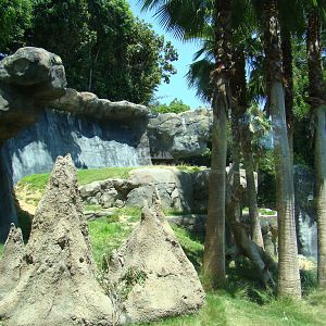Chimpanzees of Mahale Mountains exhibit at the Los Angeles Zoo