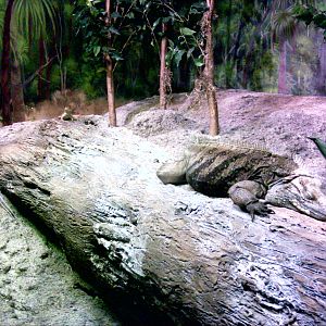 Cuban Iguana and Baby
