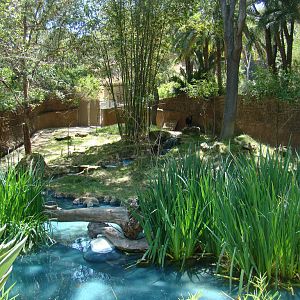 Okapi exhibit at the Los Angeles Zoo