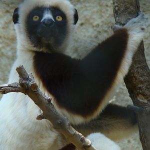 Coquerel's Sifaka at the Los Angeles Zoo