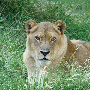 African Lioness at the Los Angeles Zoo