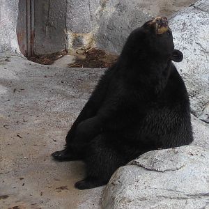 Brunswick - Black Bear