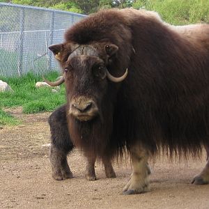 Musk Ox with baby