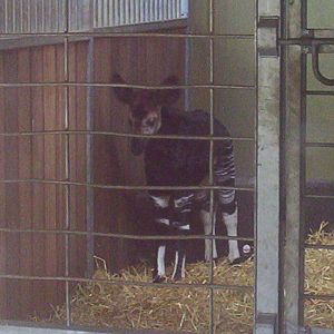 Marwell's new baby Okapi