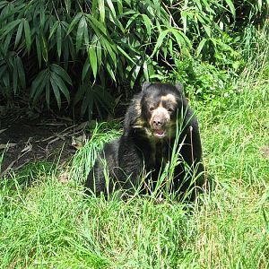 Spectacled Bear