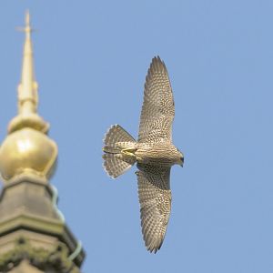 Young peregrine at Bolton Town Hall