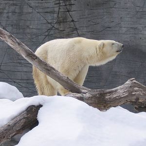 Debbie - The oldest living Polar Bear (in captivity)