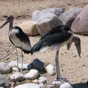 Marabou Stork