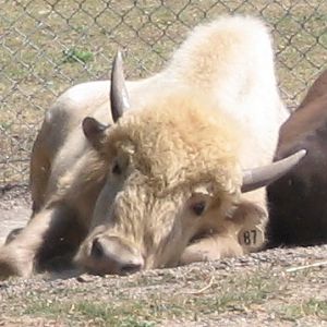 White Bison