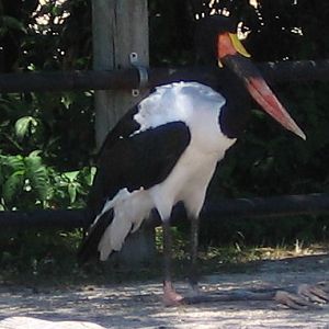 Saddle Bill Stork
