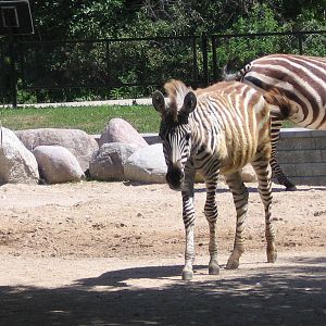 Grant's Zebra