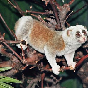 Slow Loris