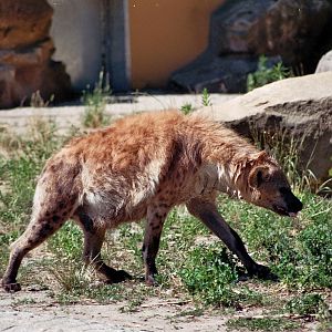 Spotted Hyena