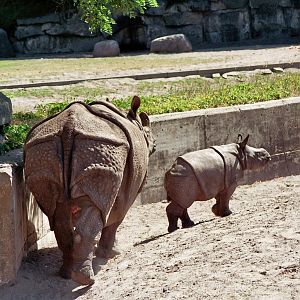 Indian Rhino with calf