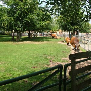 Congo Buffalo paddock at Chester Zoo July 2008