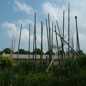 Lion-tailed Macaque enclosure at Chester Zoo July 2008