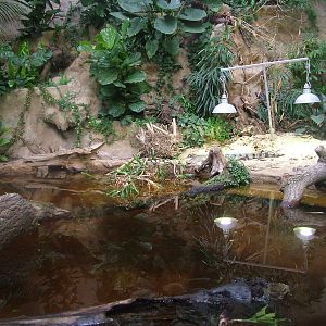 Philippine Crocodile enclosure at Chester Zoo July 2008