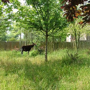 Okapi enclosure at Chester Zoo July 2008