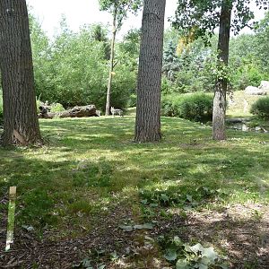 Mexican Wolf Exhibit - Brookfield Zoo