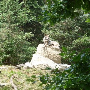 Mexican Wolf - Brookfield Zoo
