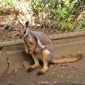 Yellow Footed Rock Wallaby