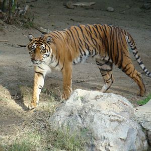 Sumatran Tiger at the Los Angeles Zoo