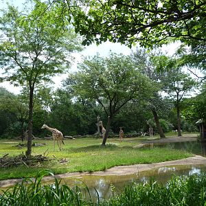 African Savannah - Brookfield Zoo