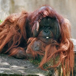 Orang-Utan Male