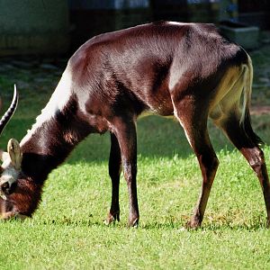 Mrs Grays Waterbuck