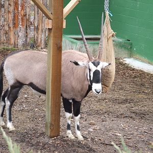 Gemsbok