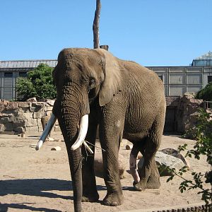 African Bull elephant Tembo