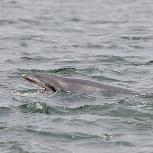 Bottle-nosed dolphin hunting salmon