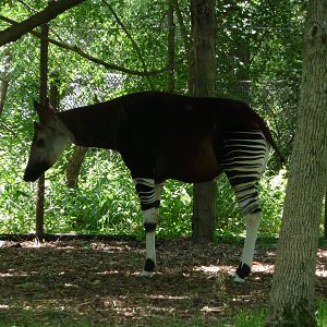 Brookfield Zoo - Okapi