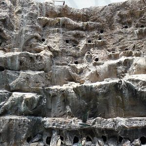 Brookfield Zoo - Penguin Exhibit