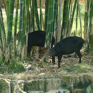 Black Duikers at the Los Angeles Zoo
