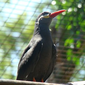 Inca Tern at the Los Angeles Zoo