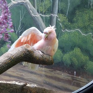 Brookfield Zoo - Leadbeaters Cockatoo