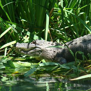 American Alligator at the Los Angeles Zoo