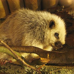 Luzon giant cloud rat at Zoo Jihlava
