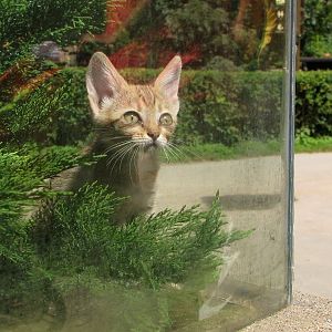 Cat in Aquarium at Zoo Jihlava