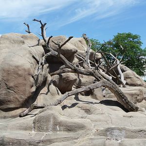Brookfield Zoo - Guinea Baboon Island