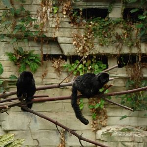 Brookfield Zoo - Tropic World