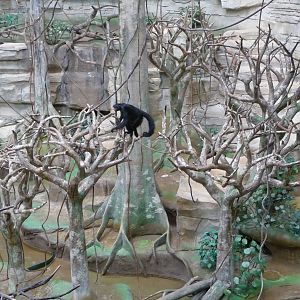 Brookfield Zoo - Tropic World