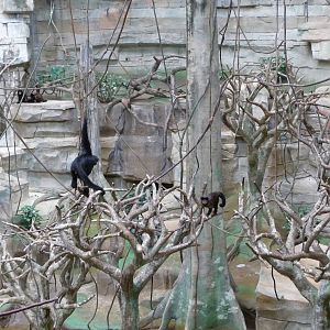 Brookfield Zoo - Tropic World