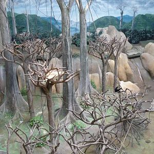 Brookfield Zoo - Tropic World